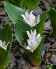 <em>Polyxena ensifolia subsp maughanii</em>